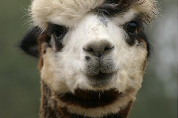 Alpaku ferma Wile Alpaca Farm