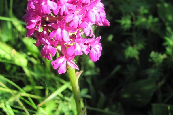 Abruka (Aberkös) naturleder