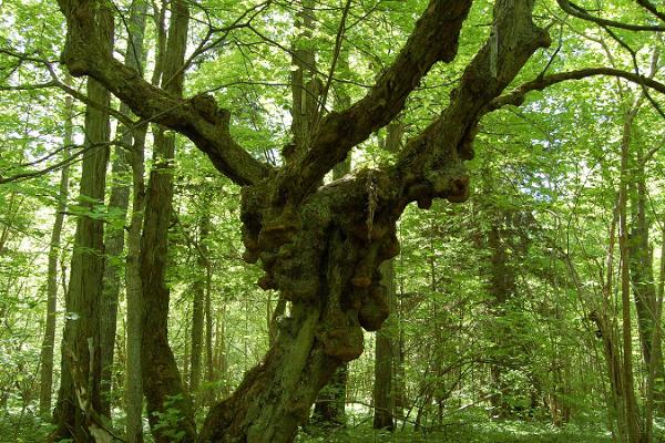 Naturerlebnis-pfade von Abruka