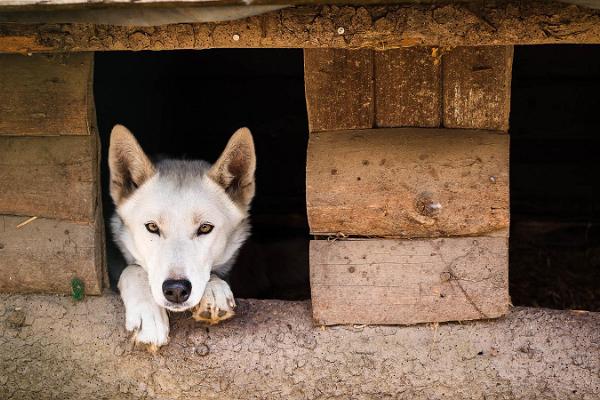 Schlittenhund-Tourismusbauernhof Huskypark – wir erwarten Sie zu Besuch!