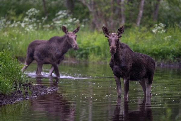 Moose watching tour in Estonia