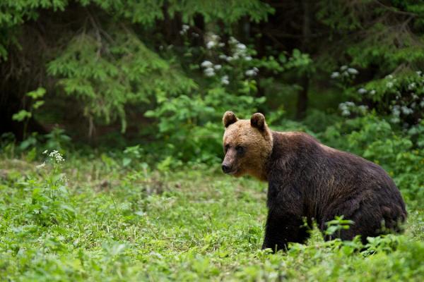Bear photography in Estonia