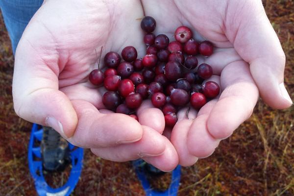 Cranberry hike in Soomaa bogs