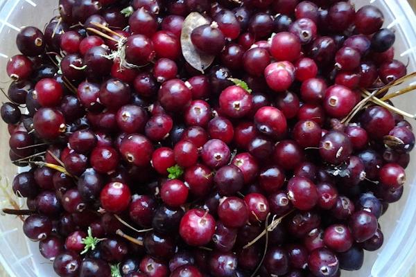 Cranberry hike in Soomaa bogs