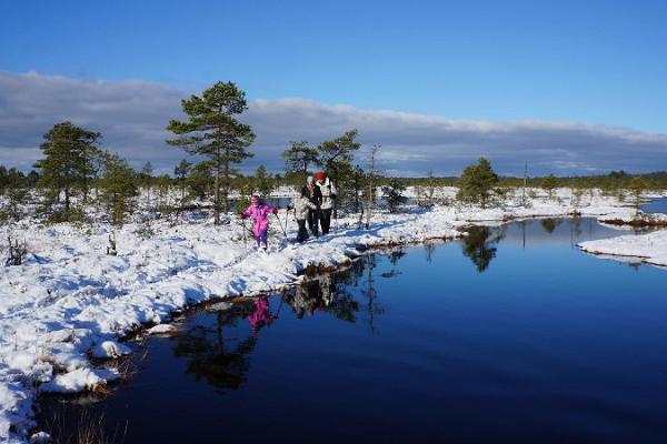 Snöskovandring på myren Kõnnu Suursoo