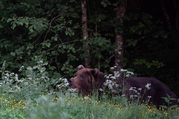 Karhujen tarkkailu Kõrvemaalla