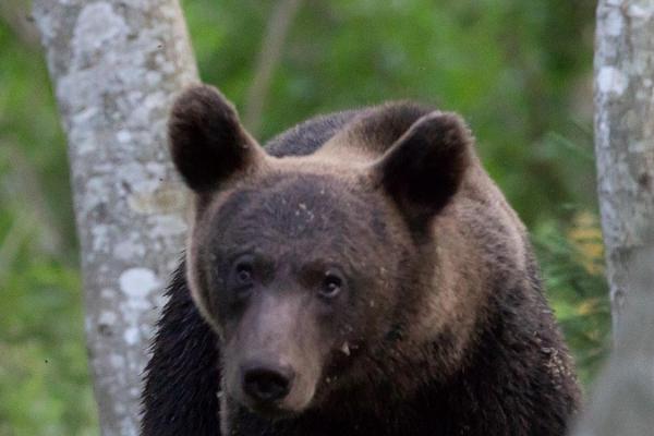 Björnskådning i Kõrvemaa