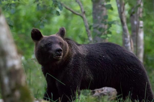 Bearwatching in Kõrvemaa