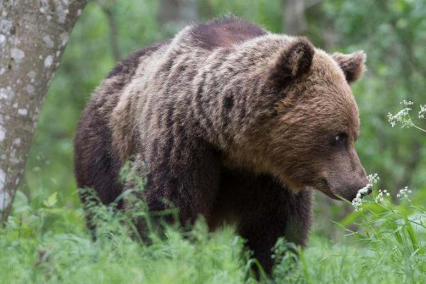Karhujen tarkkailu Kõrvemaalla