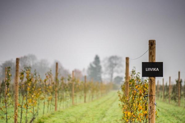 Jaanihanso CiderHouse - ein besonderer Seminarort inmitten von Apfelbäumen