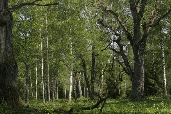Alutaguse rahvuspargi ja metsik metsamassiiv