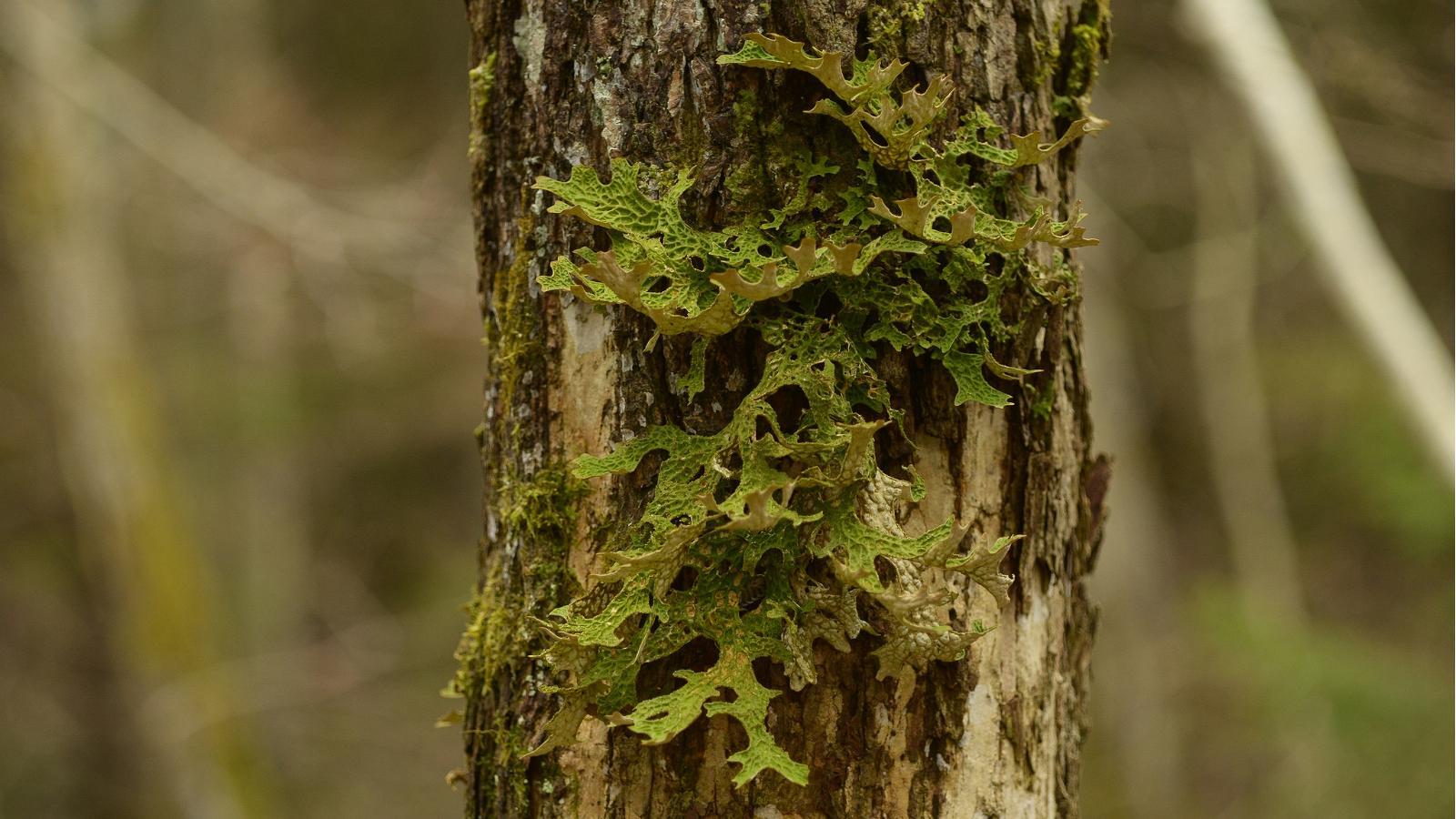Audaku Study and Nature Trail