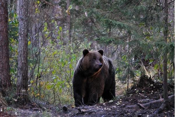 Bären, Wölfe und der Vogelzug – eine Naturbeobachtungsreise in Estland