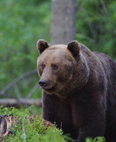 Karud, hundid ja lindude ränne - loomavaatlusreis Eestis