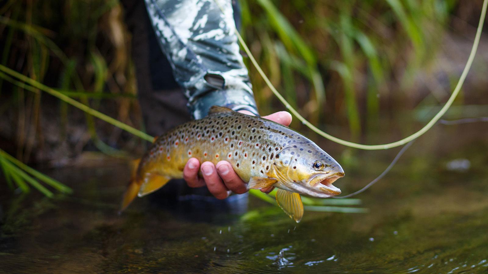 Fly fishing on the best trout rivers in Estonia