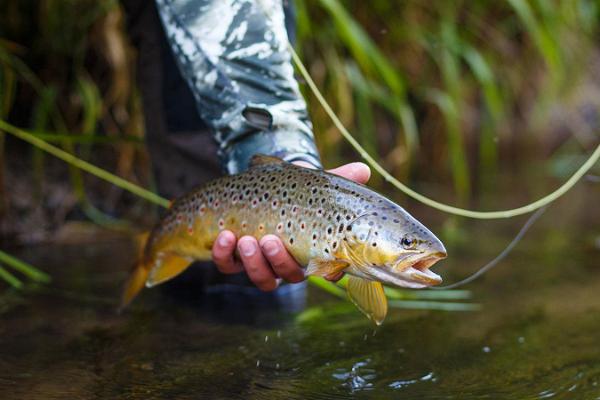 Fly fishing on the best trout rivers in Estonia