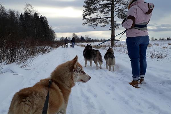 Поездка на запряженной хаски собачьей упряжке с началом в Таллинне