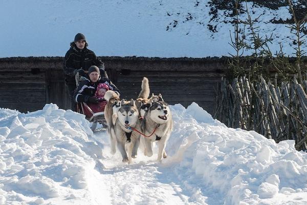 Schlittenfahrt mit Husky-Hunden mit dem Beginn des Ausflugs in Tallinn