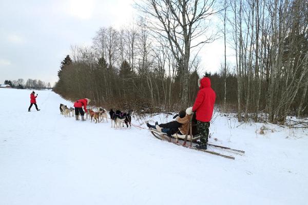 Поездка на запряженной хаски собачьей упряжке с началом в Таллинне