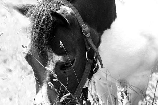 Reiten auf dem Reiterhof Karl-Erik