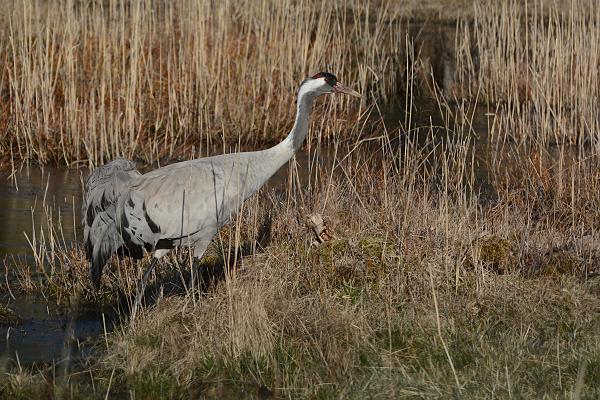 Bird and animal observation in Matsalu National Park