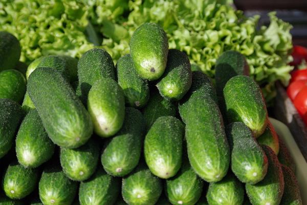 Tartu Market, fresh cucumber and lettuce