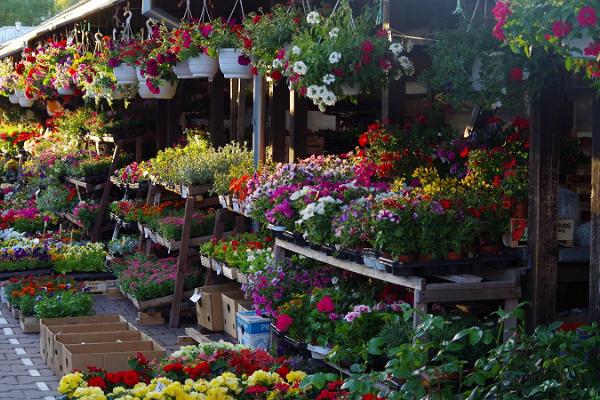Tartu Market, garden owner’s paradise, colourful flower selection