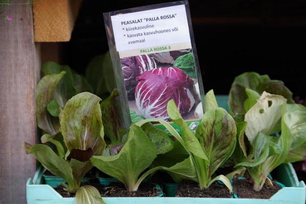 Tartu Market, cabbage lettuce