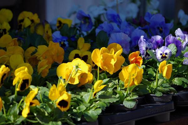 Freiluftmarkt in Tartu: blaue und gelbe Stiefmütterchen