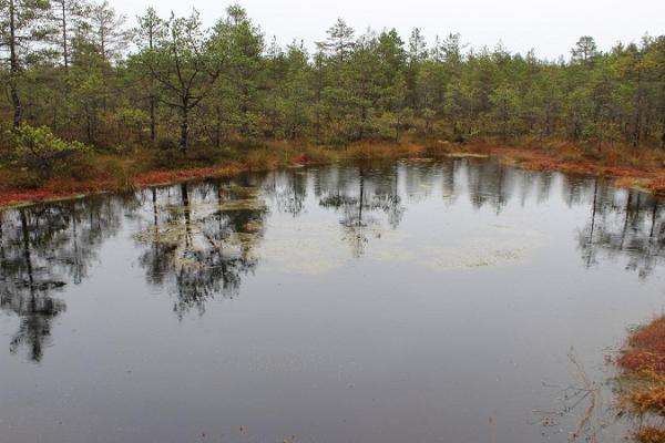 Linnumäen luontotilan kävelyretket