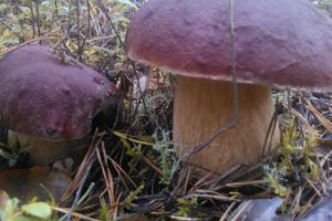 Elämysretket Pärnumaalla sienistä pitäville