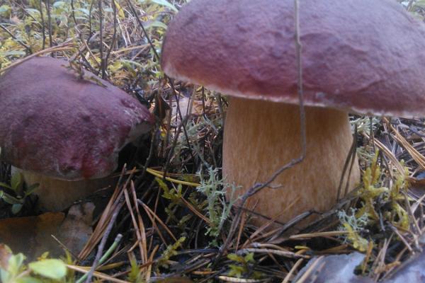 Upptäcktsresor för svampälskare i Pärnumaa