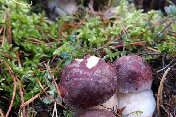 Elämysretket Pärnumaalla sienistä pitäville