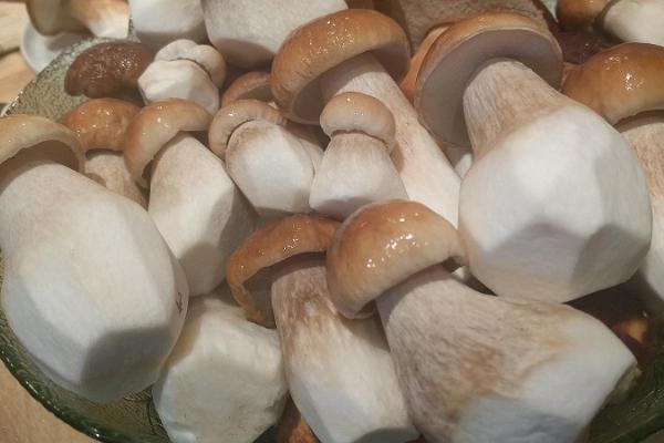 Увлекательные походы для любителей грибов в Пярнумаа