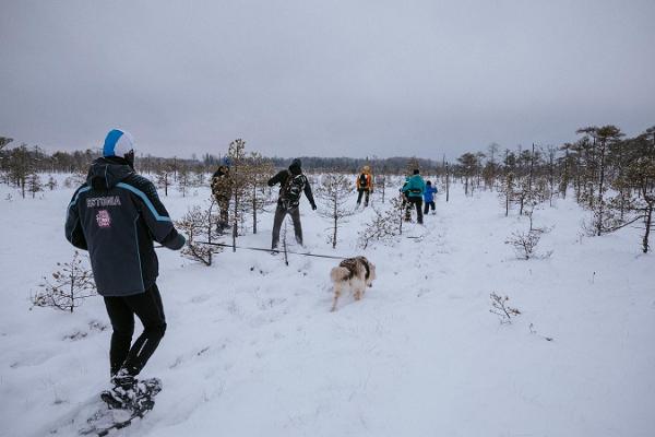 Moorschuh-wanderung im Sumpf und Moor von Rubina in Mulgimaa