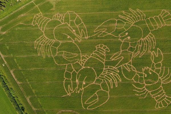 Toretalu Farm Corn Labyrinth