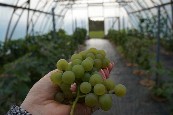 Primary course for making craft wine at Murimäe Winery