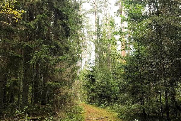 Vapramäe hiking trails