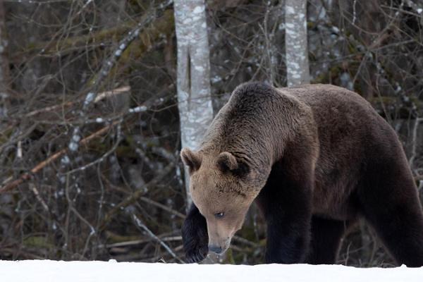 Björnskådning i Kõrvemaa