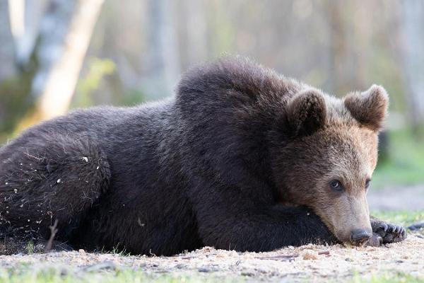Bearwatching in Kõrvemaa