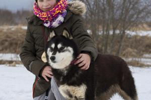 Vandring med sibiriska huskies