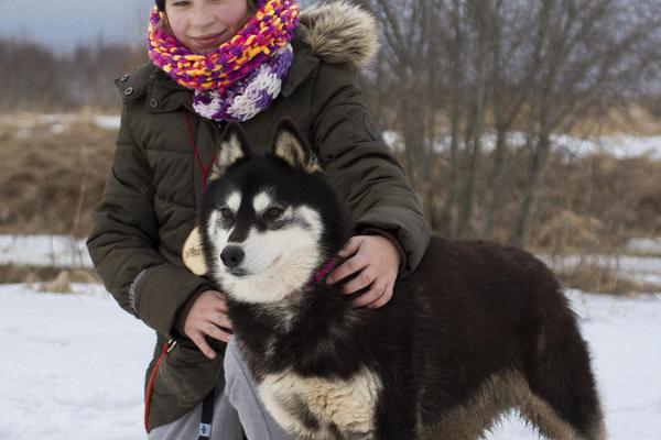 Vandring med sibiriska huskies