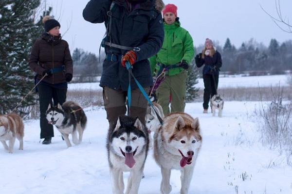 Ausflug mit sibirischen Huskys