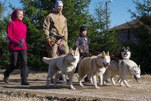 Vandring med sibiriska huskies