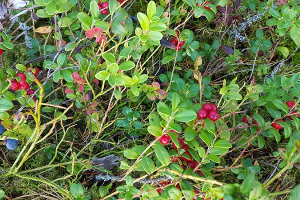 Växter från naturen på matbordet - en guidad vandring till växternas värld