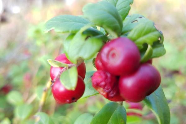 Växter från naturen på matbordet - en guidad vandring till växternas värld