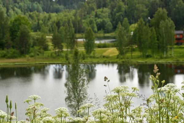 Hiking trail in the Rõuge Primeval Valley