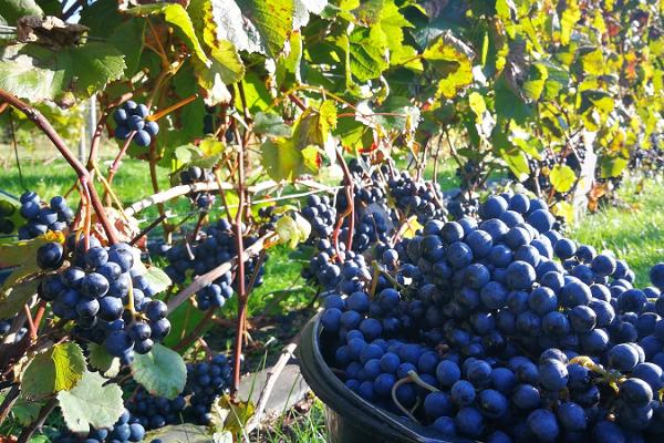 Estlands Vinvägs tur och vindrusvodlingen på Tori-Jõesuu cider- och vingård