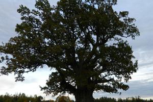 Tamme-Lauri oak - Estonia