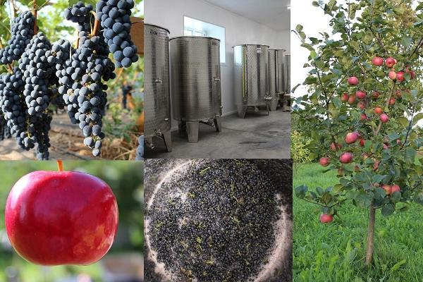 Järiste Winery wine and cider tasting workshop